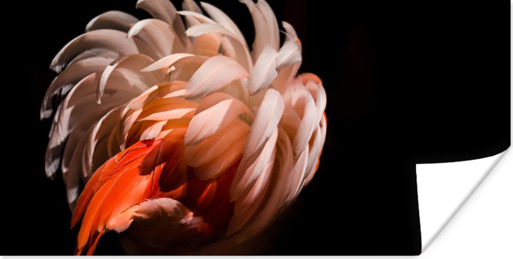 MuchoWow Poster Flamingo - Federn - Licht - Makro 40x20 cm