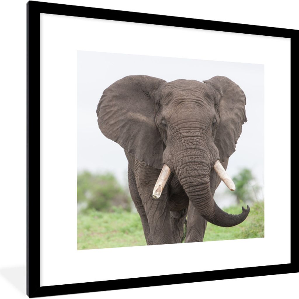 MuchoWow® Gerahmtes Poster Entgegenkommender Elefant 40x40 Produktbild 