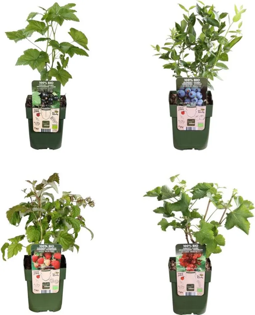 Fruitiers Bio Faciles à Entretenir - Pack Paradis des Fruits - 4u