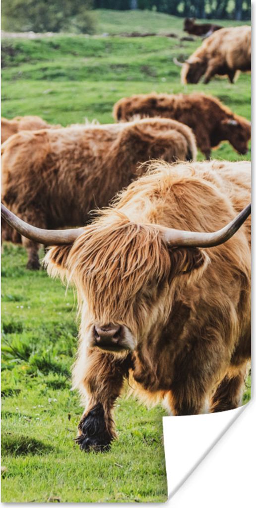 MuchoWow Poster Schottische Highlander - Tiere - Gras 20x40 cm - Plakat - Foto