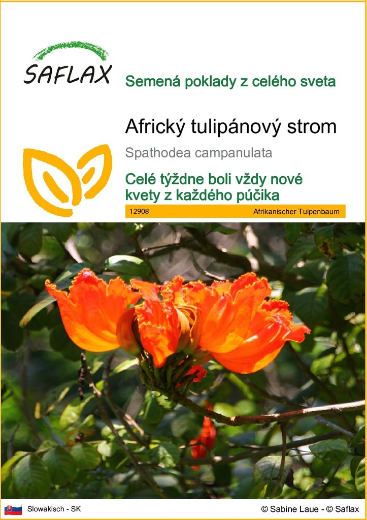 SAFLAX - Africký tulipánový strom - Spathodea campanulata - Obrázok produktu 