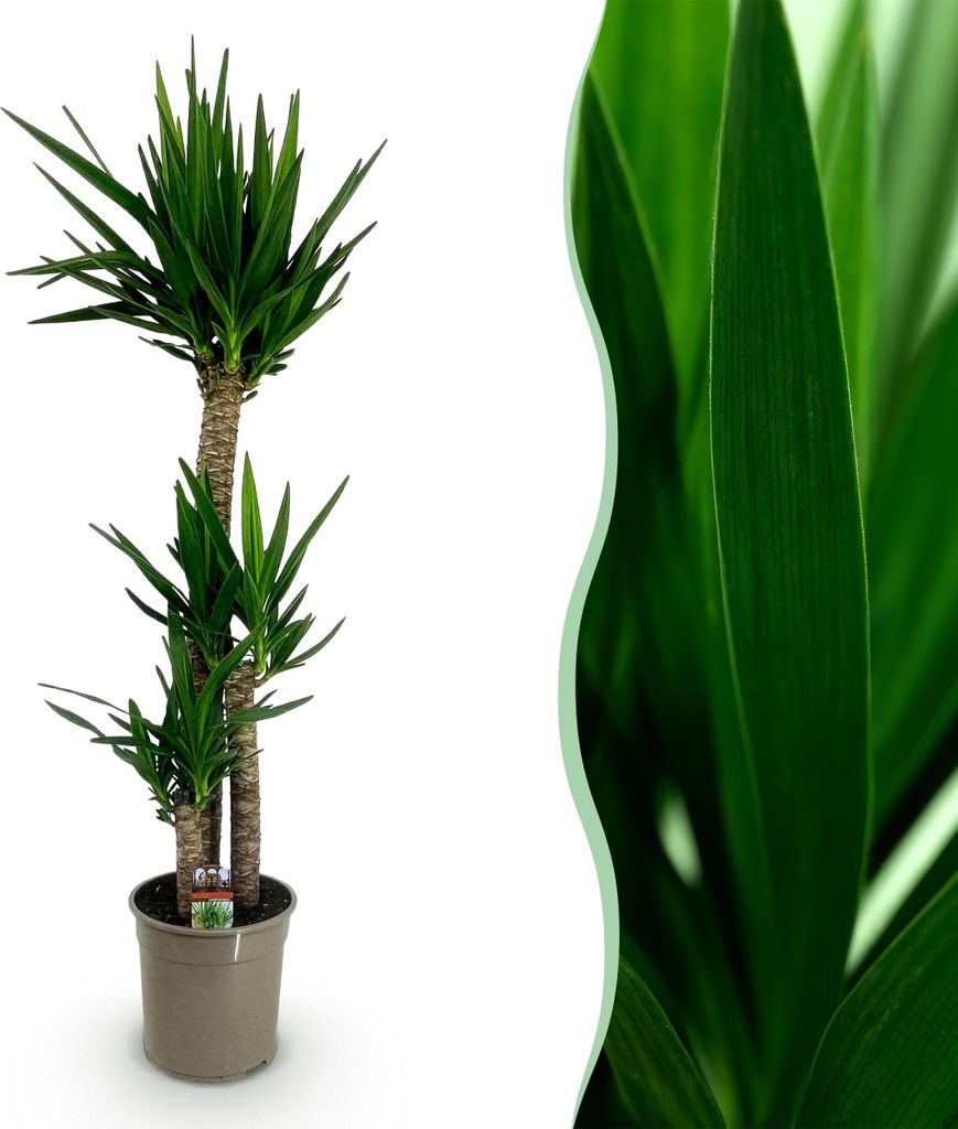 Green boutiQ - Zimmerpflanze - Yucca elephantipes - Yucca - Produktbild 