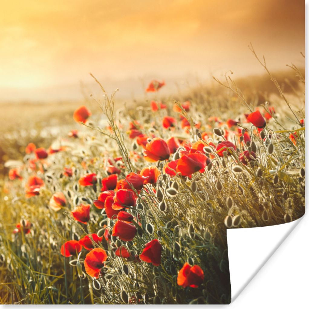 MuchoWow Poster Sonnenstrahlen über einem Mohnblumenstrauß 50x50 cm - Wohnzimmerdekoration