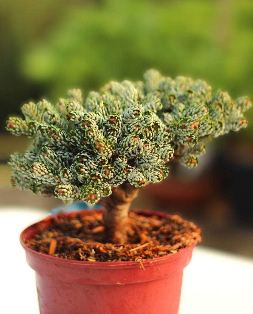 Koreatanne Abies koreana kohouts icebreaker 20 - 25 cm immergrün