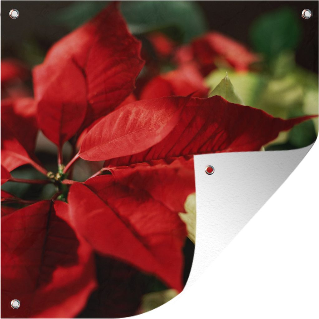 MuchoWow 50x50 cm Outdoor-Poster Gartendeko Sichtschutz Garten Poster für den Garten Christrose - Weihnachtsblume