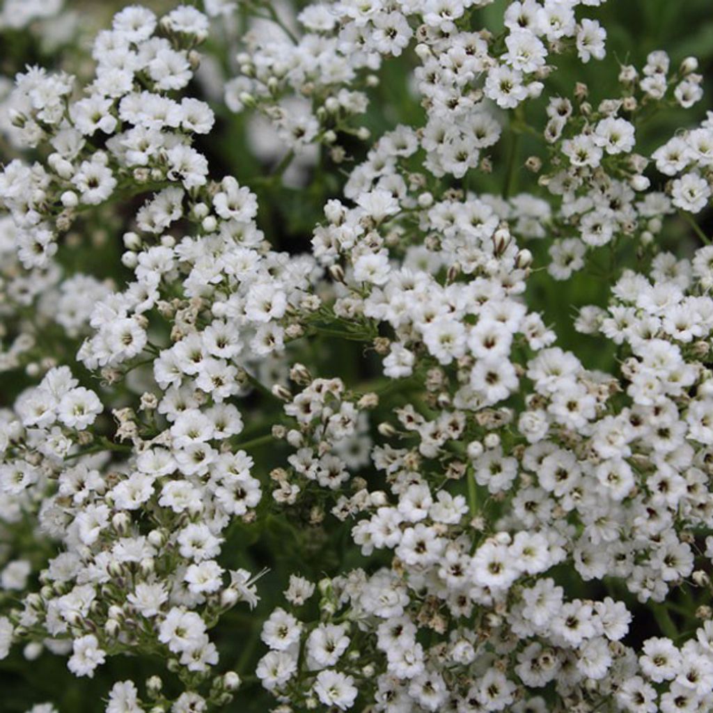6 x Gypsophila  - Gypsophila paniculata 'Schneeflocke'  | Immagine del prodotto 
