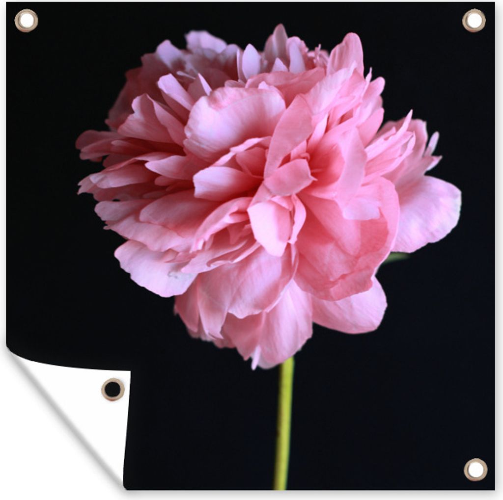 MuchoWow 50x50 cm Outdoor-Poster Gartendeko Sichtschutz Garten Poster für den Garten Rosa Pfingstrose in Blüte