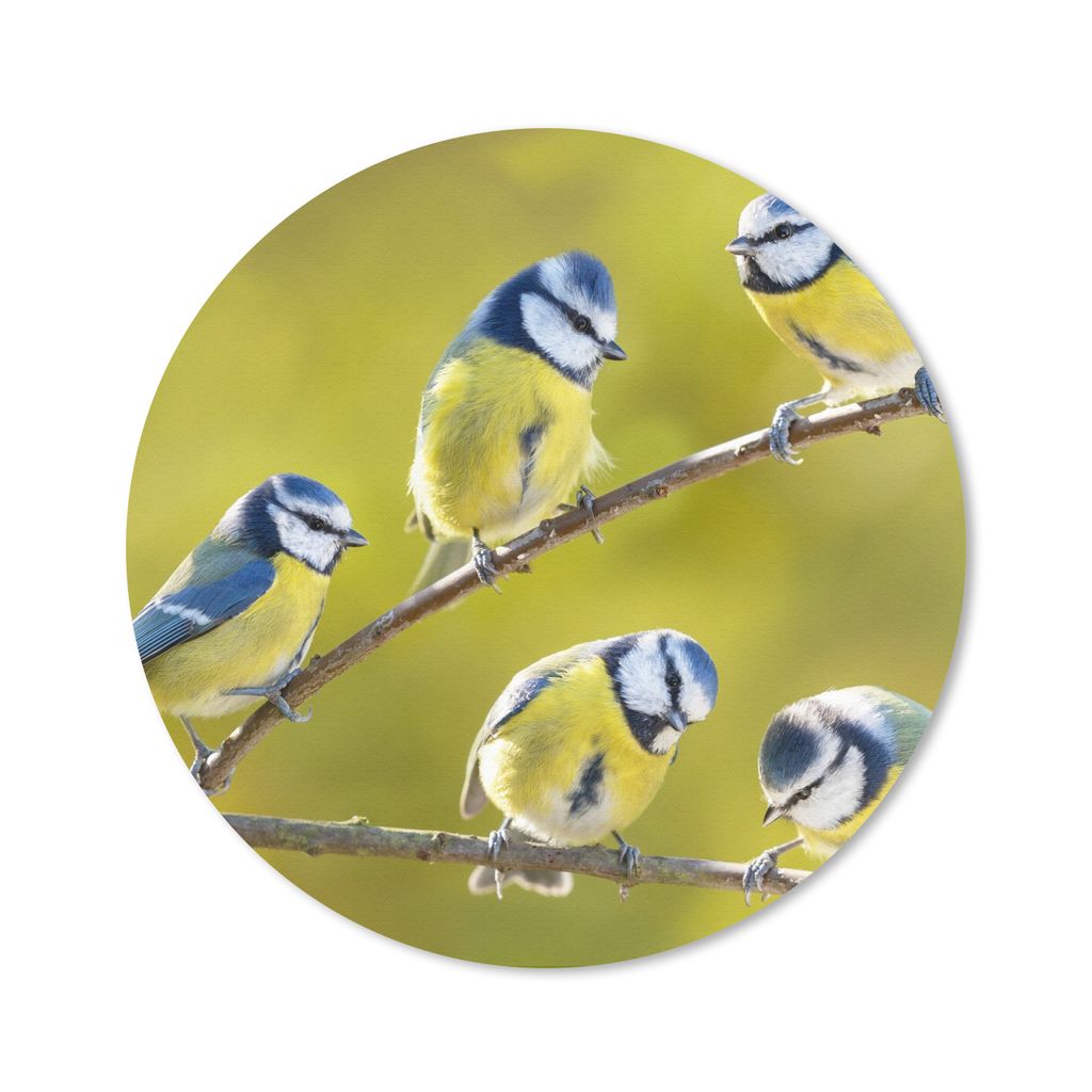 MuchoWow Mauspad Mousepad Vogel - Blaumeise - Äste - Sonne 30x30 cm - Mousepads - Maus Mat - Pad - Mausunterlage - Tischunterlage - Schreibtisch...