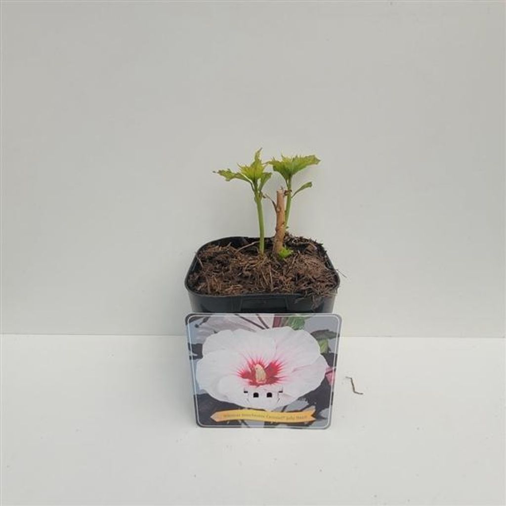 XXL Hibiscus moscheutos Jolly Heart Riesenhibiskus Staudenhibiskus