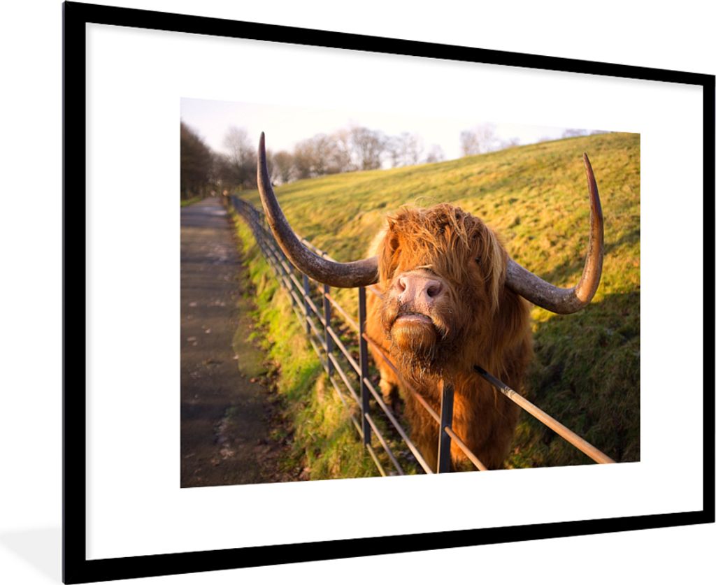MuchoWow® MuchoWow® Gerahmtes Poster Scottish Hochlandrind Produktbild 