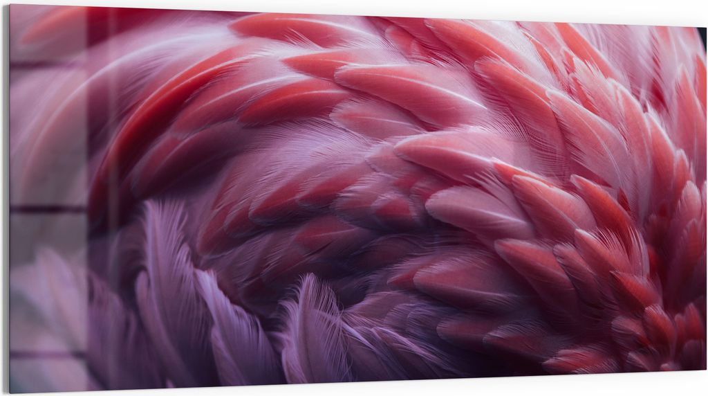 DEQORI Glasbild Acryl 100x50 cm 'Rosarote Pracht' Wandbild Bild modern Deko