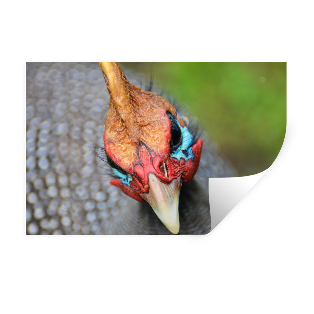 MuchoWow Wandtattoo Wandsticker Wandaufkleber Perlhuhn - Tier - Kopf 90x60 cm Selbstklebend und Repositionierbar - Aufkleber