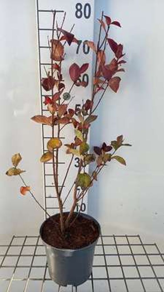 Lagerstroemia ind. 'Rhapsody In Pink' - Chinesische Kräuselmyrte 40- 50 cm - Container