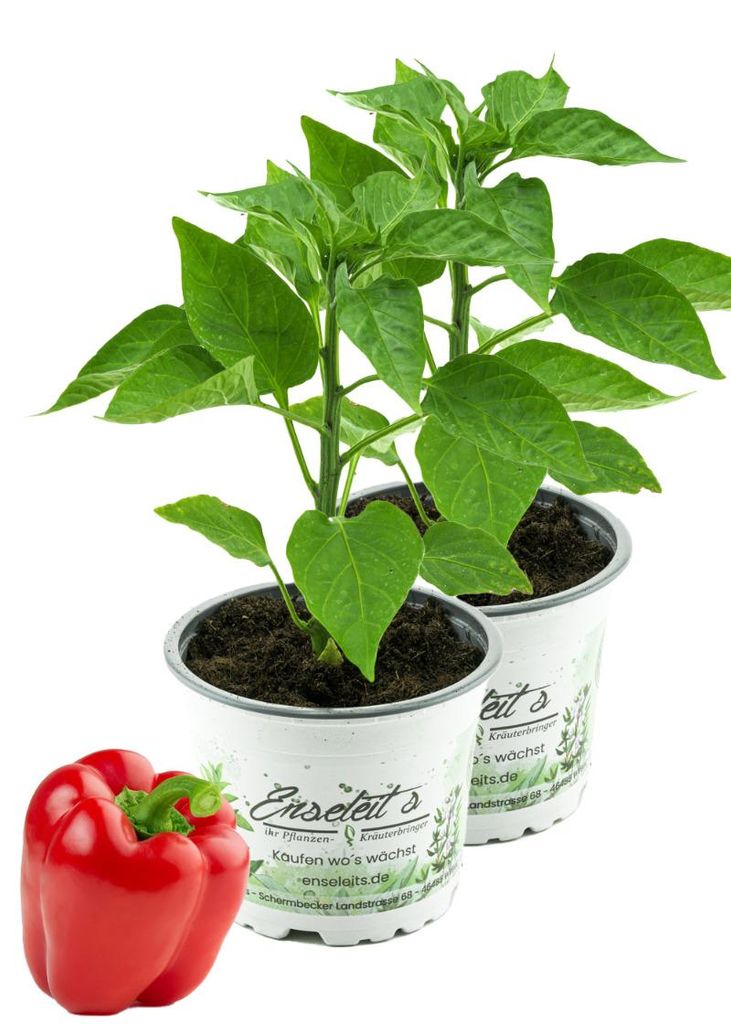 Enseleits 2er Set Rote Blockpaprika "Indired F1" im 12cm Produktbild 