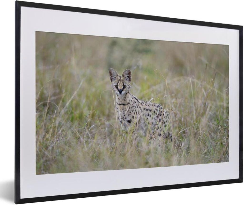 MuchoWow MuchoWow Gerahmtes Poster Versteckter Serval im hohen Gras 60x40 cm - Poster mit zchwarzem Bilderrahmen - Schlafzimmer - Plakat in Rah...