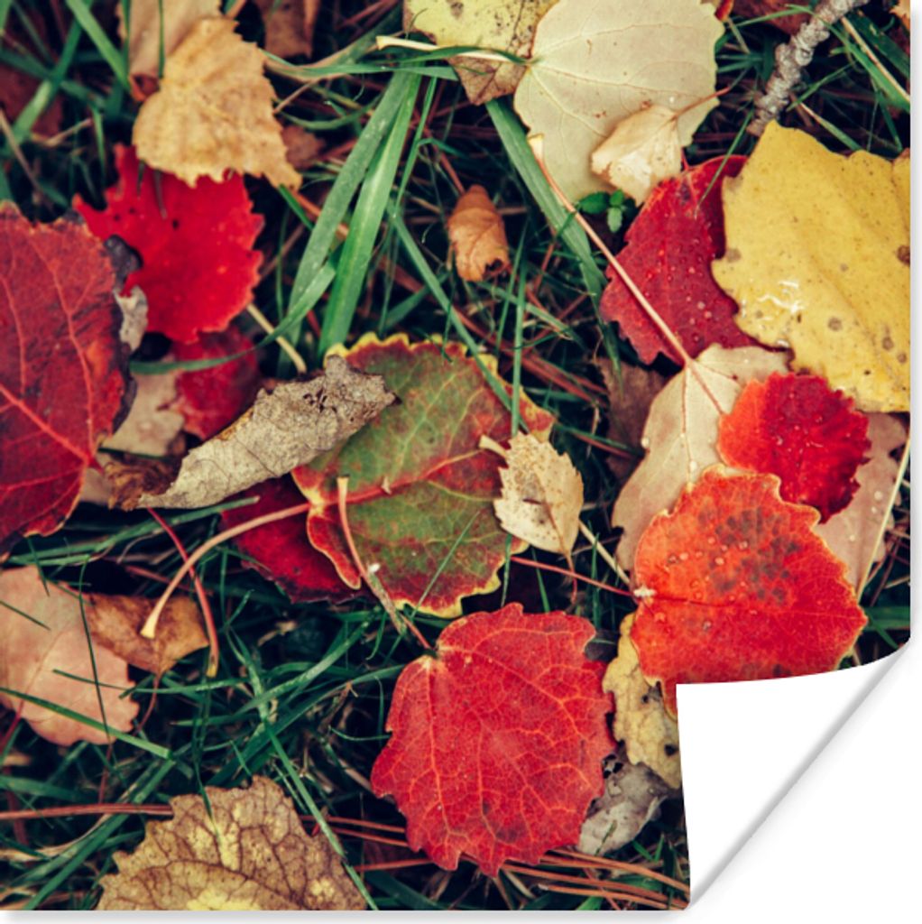 MuchoWow® Poster Blätter - November - Herbst - Natur Produktbild 
