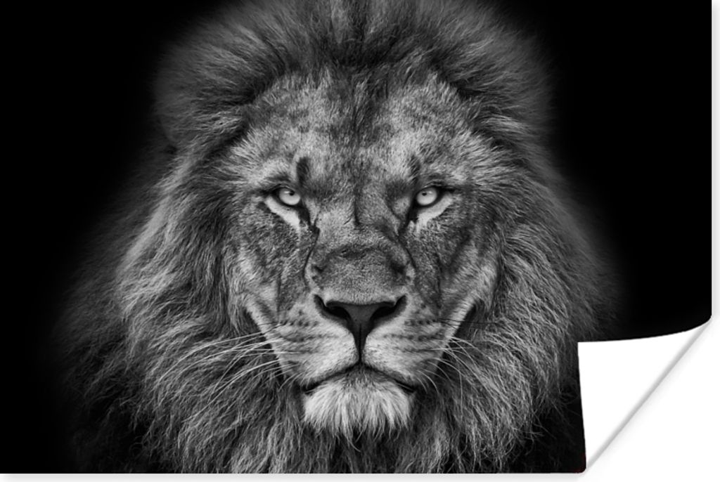 MuchoWow Poster Tiere - Löwe - Schwarz - Weiß - Porträt 120x80 cm - Bilder