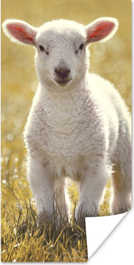 MuchoWow Poster Lamm - Gras - Sonne 40x80 cm - Dekoration