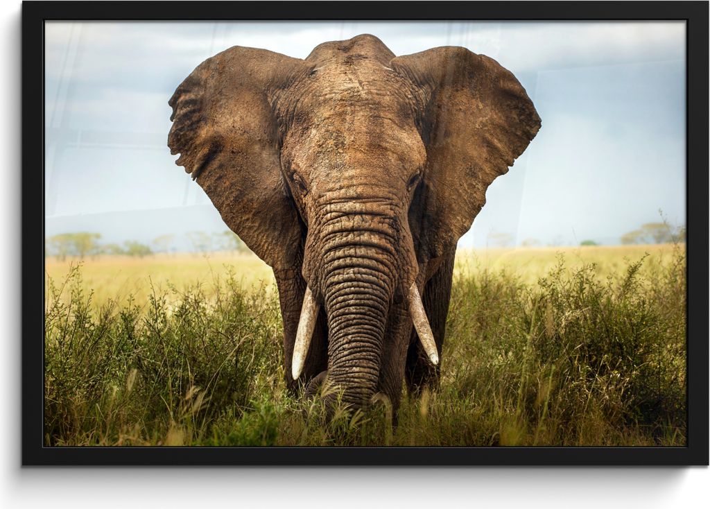 MuchoWow MuchoWow Gerahmtes Poster Elefant - Gras - Tiere - Natur 60x40 cm - Poster mit zchwarzem Bilderrahmen - Printing - Wanddeko Schlafzimmer