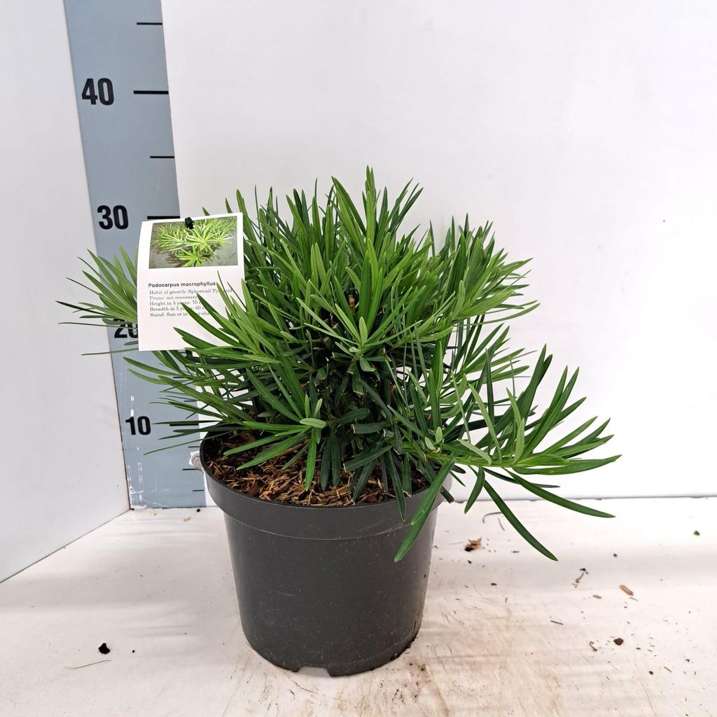 Podocarpus macrophyllus – kamenný borovica | 25–30 cm v Obrázok produktu 