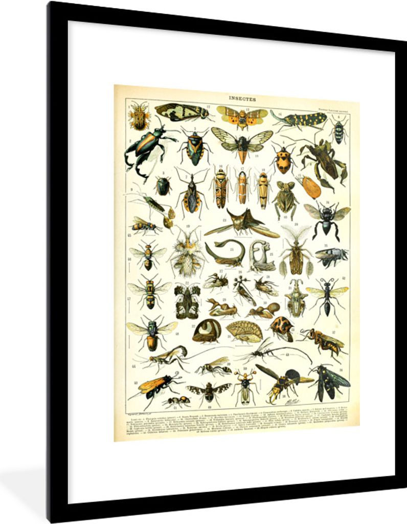 MuchoWow Gerahmtes Poster Insekten - Tiere - Jahrgang 60x80 cm - Poster mit Schwarzem Bilderrahmen Wandposter Rahmen Foto Bilder - Wohnzimmer - D...