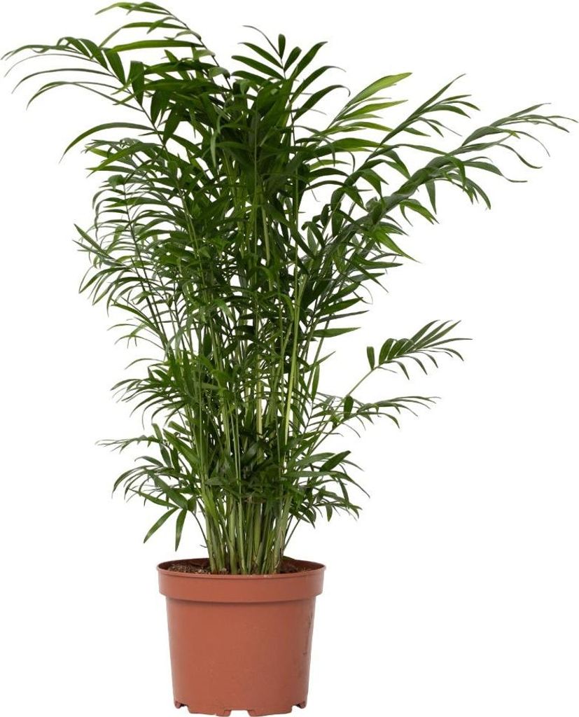 Chamedora - Chamaedorea elegans - Wysokość 50-60cm - ⌀17cm Zdjęcie produktu 