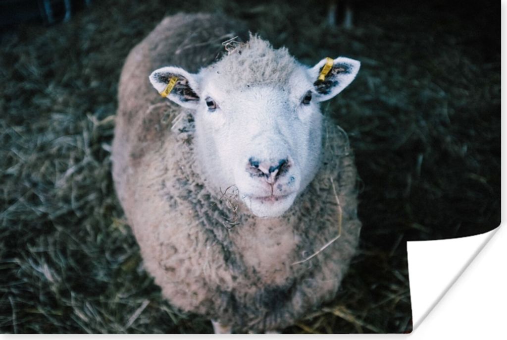 MuchoWow Poster Schafe - Tiere - Rinder 180x120 cm - Fotoplakat