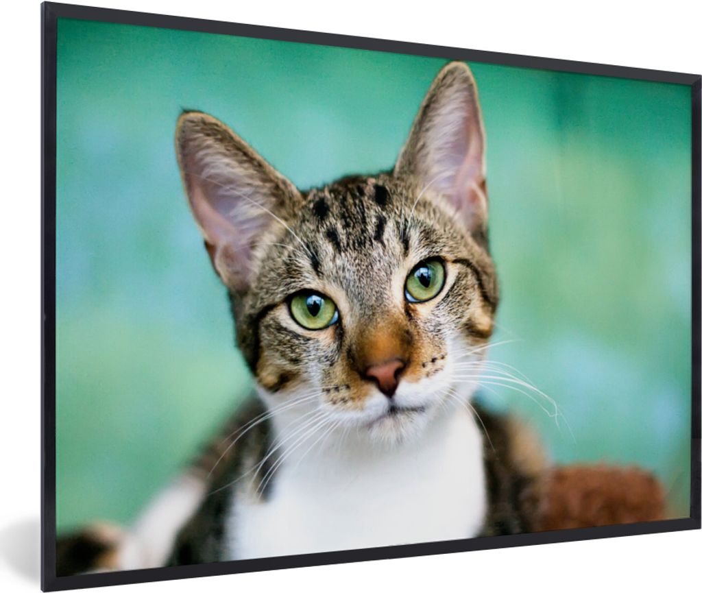 MuchoWow MuchoWow Gerahmtes Poster Katze - Porträt - Augen 90x60 cm - Poster mit zchwarzem Bilderrahmen - Fotorahmen - Foto-Plakat