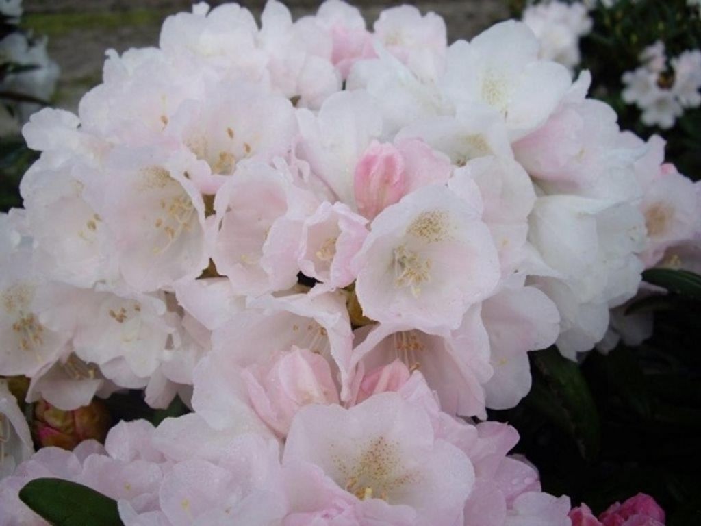 Rhododendron / Alpenrose Makiyak - Rhododendron makinoi Makiyak 30-40cm