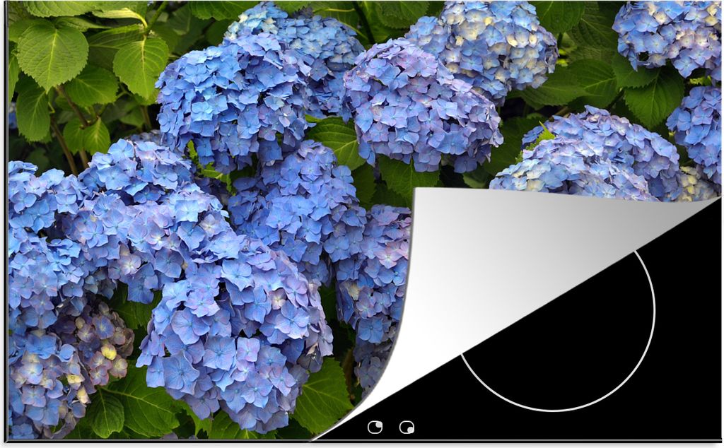 KitchenYeah Herdabdeckplatte Blumenstrauß aus Hortensien , 81x52cm, Küche Deko, Glaskeramikfeld Herdabdeckung, Abdeckplatte fùr Kochfeld