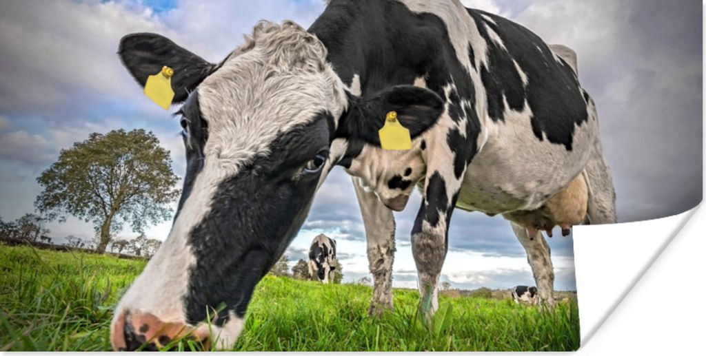 MuchoWow Poster Kühe - Tags - Tiere 120x60 cm - Bild
