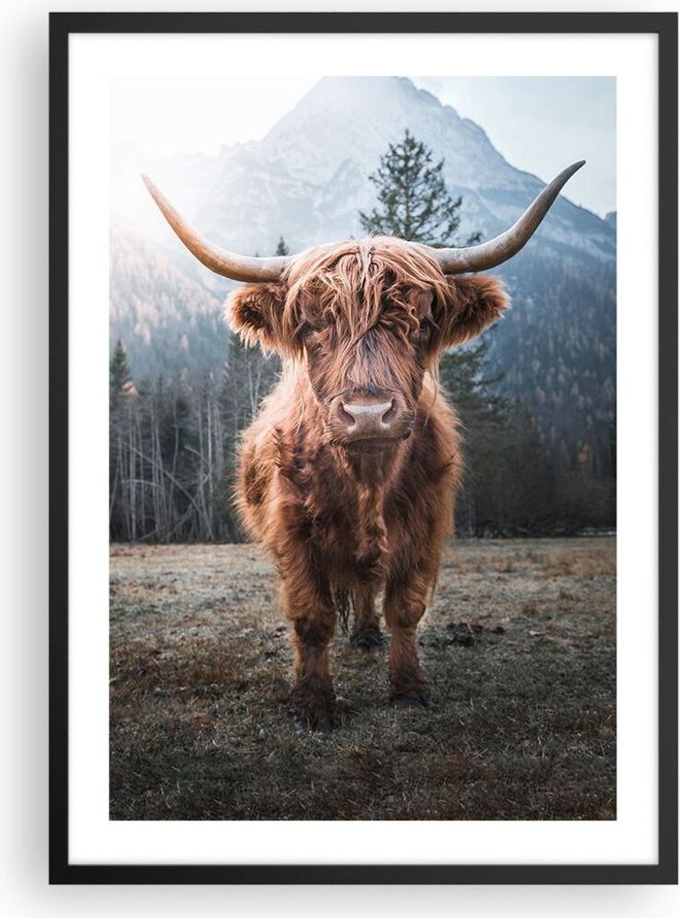 Gerahmtes Poster - Schwarzer Rahmen - Scotch Kuh Weide - 50x70 cm - Wand Bild - Wanddeko - Wandbilder - Kunstposter - Wandposter - Bilderrahmen - B...