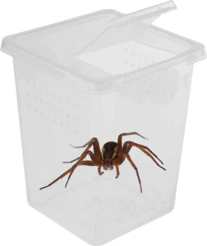 Boîte à insectes transparente avec aération optimisée Terrario 1.1L