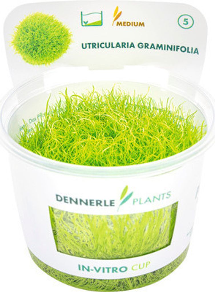 Grasartiger Wasserschlauch - Utricularia graminifolia Produktbild 