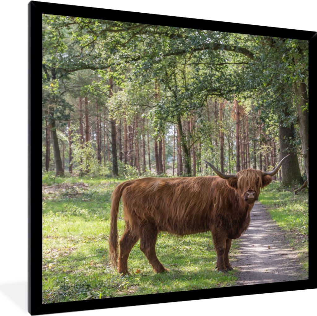MuchoWow Gerahmtes Poster Schottischer Highlander - Kröte - Baum 40x40 cm - Poster mit Schwarzem Bilderrahmen Wandposter Rahmen Foto Bilder - Mi...