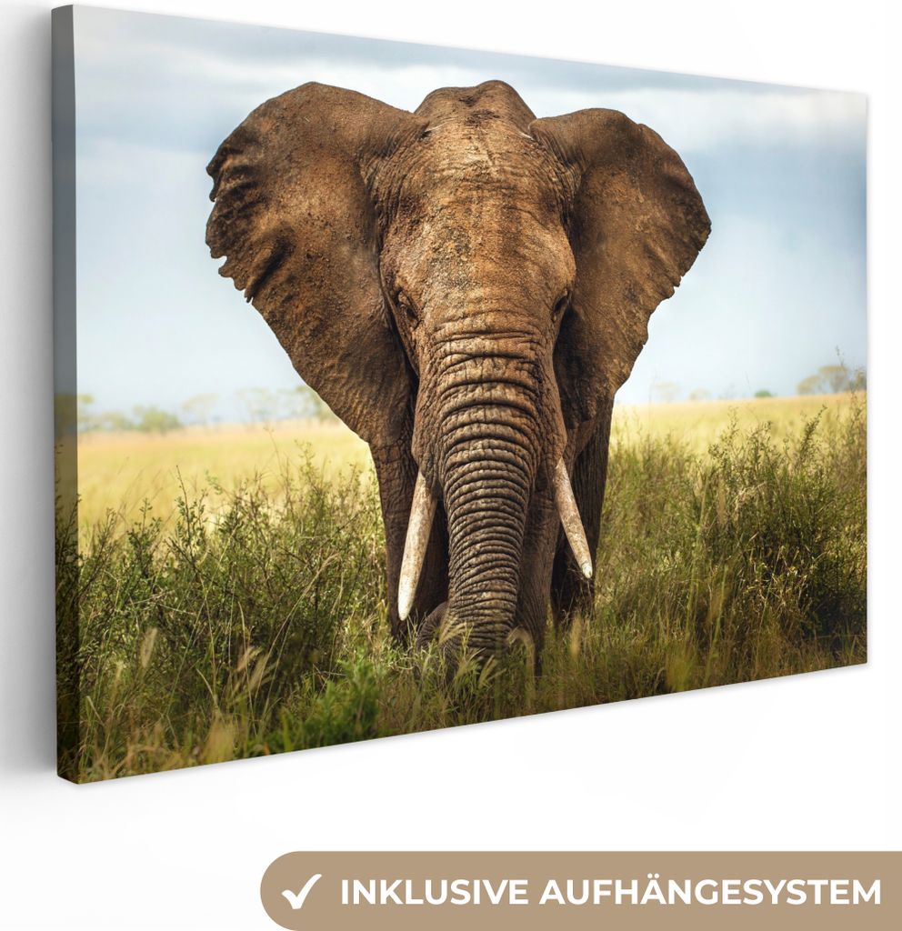 OneMillionCanvasses - Leinwandbilder - 150x100 cm, Afrikanischer Elefant Vorderansicht, Wandbilder Kunstdruck Wanddekoration