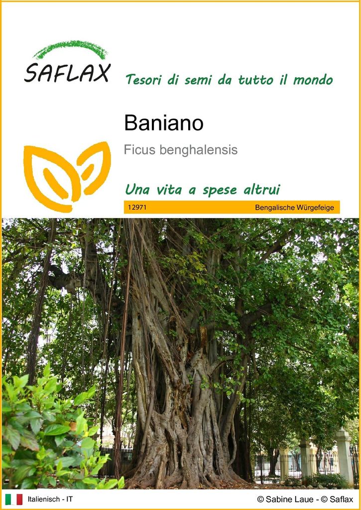 SAFLAX  - Baniano - 20 semi - Ficus Immagine del prodotto 