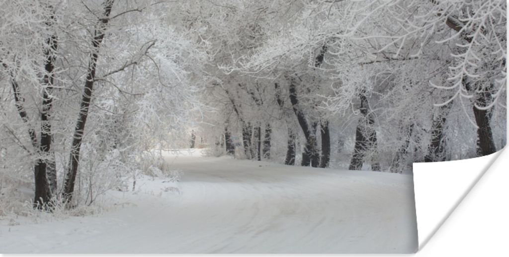 MuchoWow Poster Bäume - Schnee - Winter 150x75 cm - ohne Rahmen