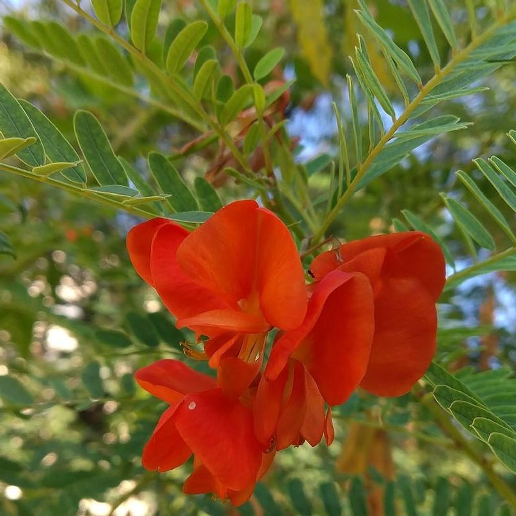 Rote Sesbania (Sesbania tripetii) - 5 Samen