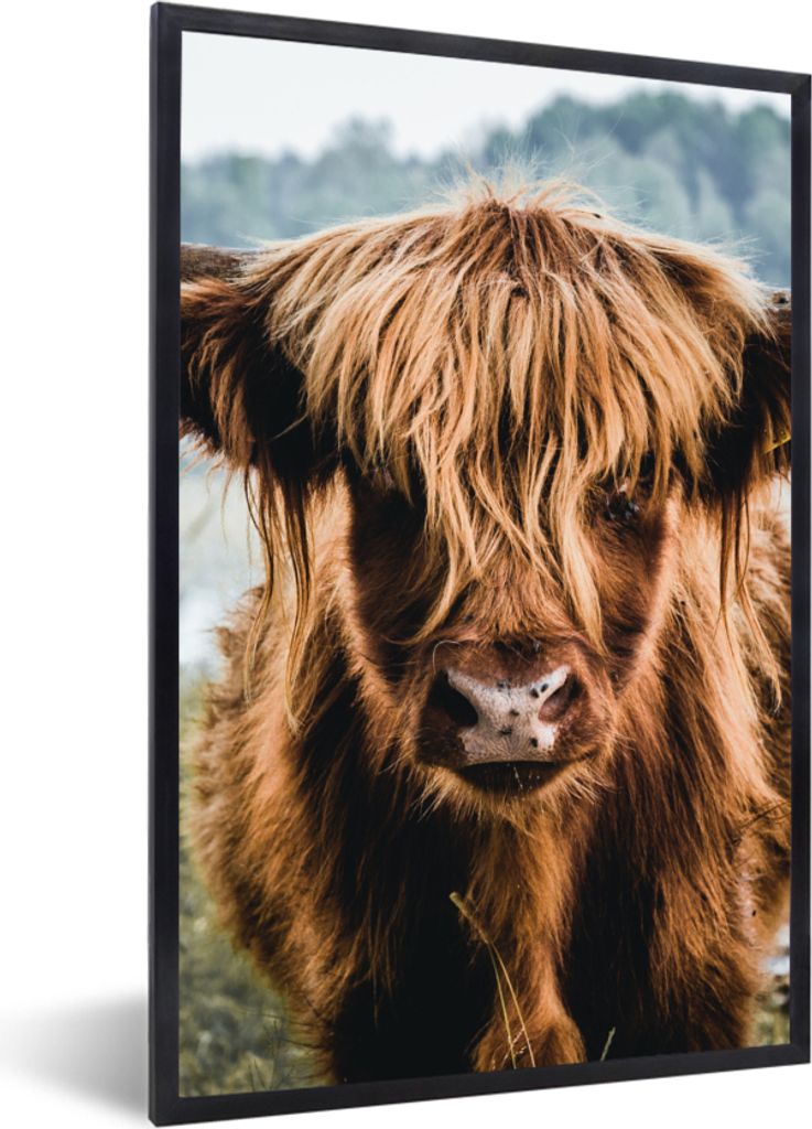 MuchoWow Gerahmtes Poster Kühe - Schottische Hochlandbewohner - Braun - Natur 40x60 cm - Poster mit Schwarzem Bilderrahmen Wandposter Rahmen Fot...
