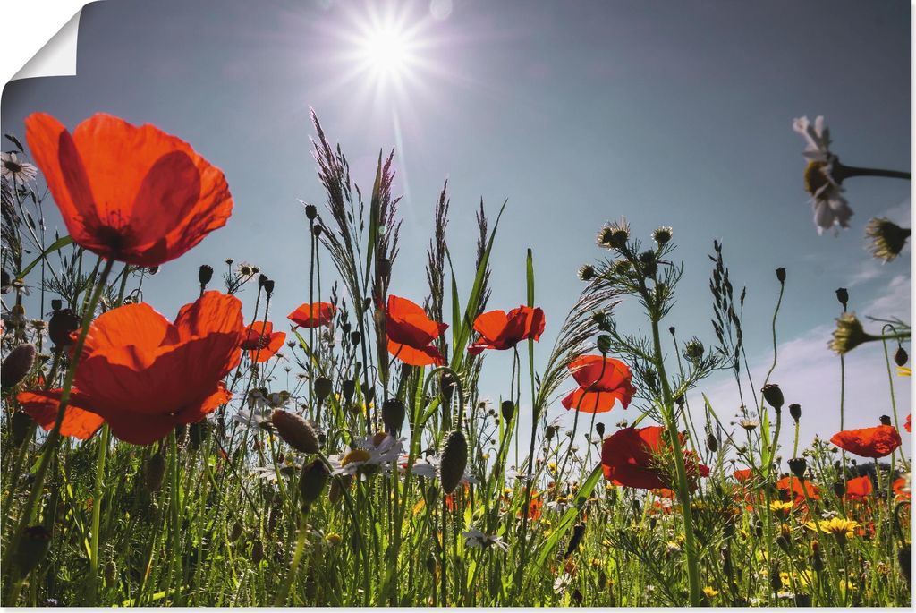 ARTland Poster Mohnblumenwiese I Größe: 120x80 cm