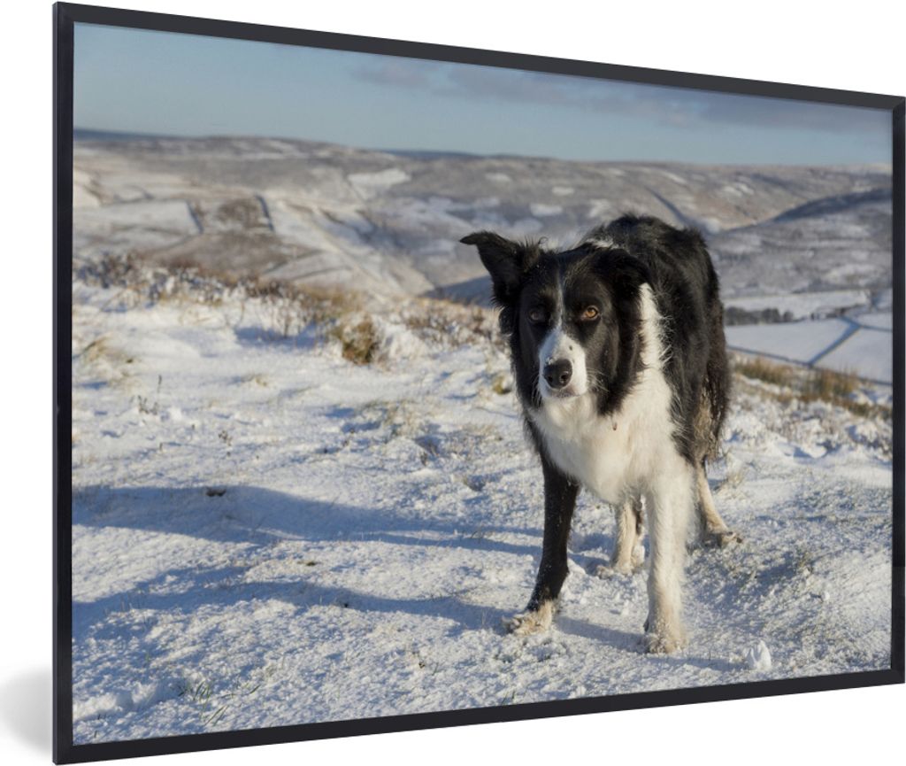 MuchoWow MuchoWow Gerahmtes Poster Ein Border Collie in den Schneehügeln 60x40 cm - Poster mit zchwarzem Bilderrahmen - Printing - Wanddeko Sc...