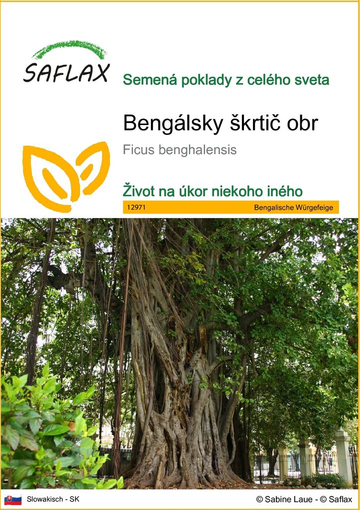 SAFLAX - Bengálsky škrtič obr - Ficus benghalensis - 20 Obrázok produktu 