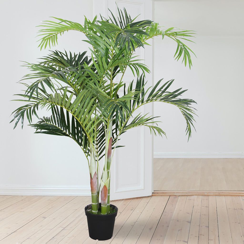 gummibaum kaufen groß Gummibaum XL | Ficus elastica main image 0