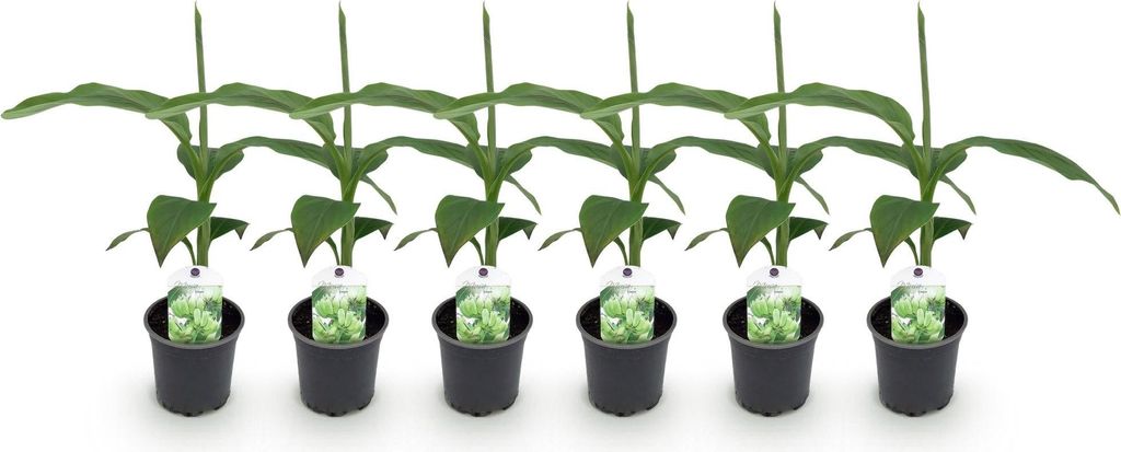 GreenboutiQ - Obstpflanze - Bananenpflanze - Musa Basjoo - Winterhart - 6 Pflanzen - Topf 12cm Höhe 30cm
