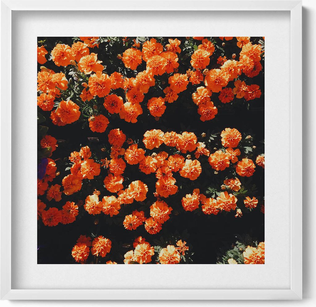 Orangefarbene Blumen– Wandbild mit Rahmen – Gerahmtes Bild – Wanddekoration – 50x50 cm – Weiß Rahmen