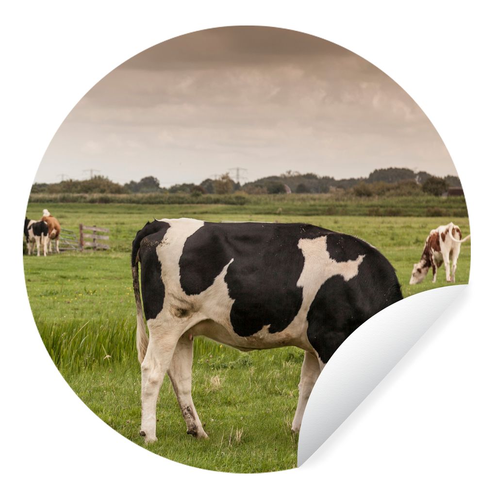 MuchoWow Runde Wandtattoo - Wandsticker Tapete Aufkleber Kühe - Mühle - Niederlande Ø 30 cm Selbstklebend und Repositionierbar - Wandaufkleber...