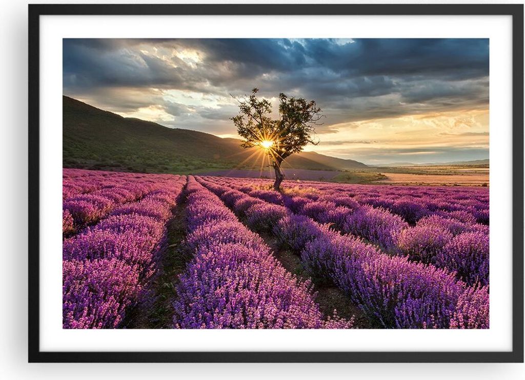 Gerahmtes Poster - Schwarzer Rahmen - Lavendel Berge Feld - 70x50 cm - Wand Bild - Wanddeko - Wandbilder - Kunstposter - Wandposter - Bilderrahmen ...