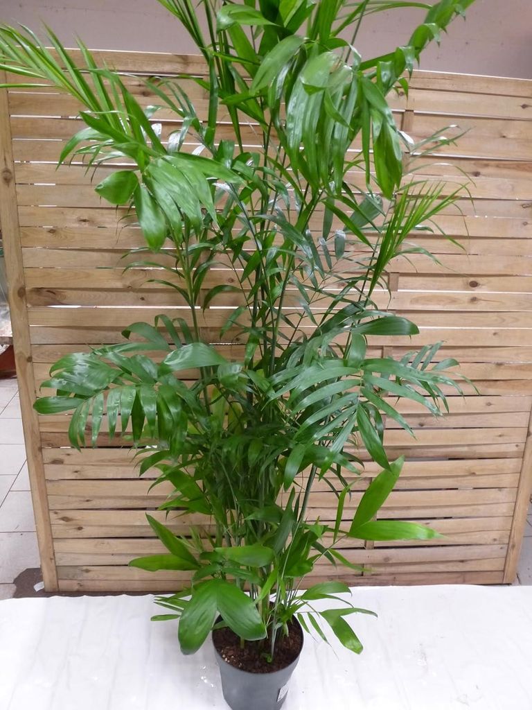[Palmenlager] XXL Chamaedorea Seifrizii 200 cm / Topf 27 cm Produktbild 