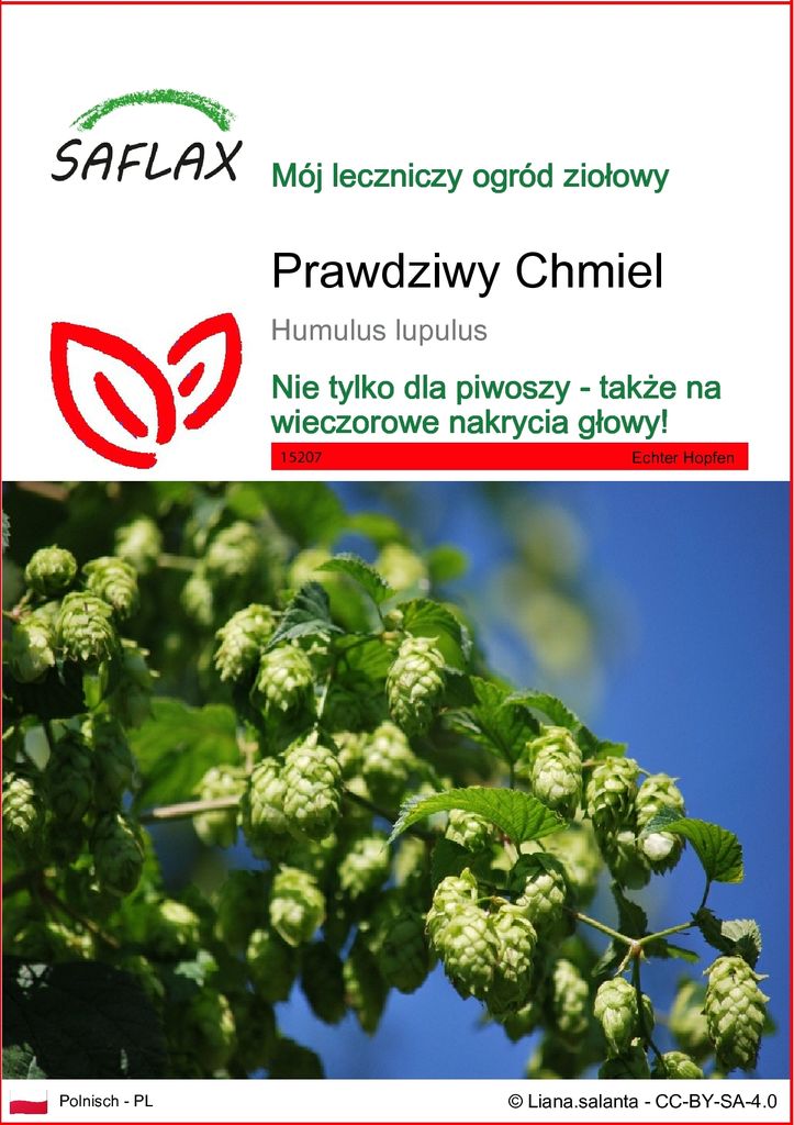 SAFLAX - Prawdziwy Chmiel - 50 Nasiona - Humulus lupulus Zdjęcie produktu 